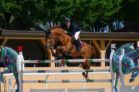 Etrea Sport Horses — Etrea-1