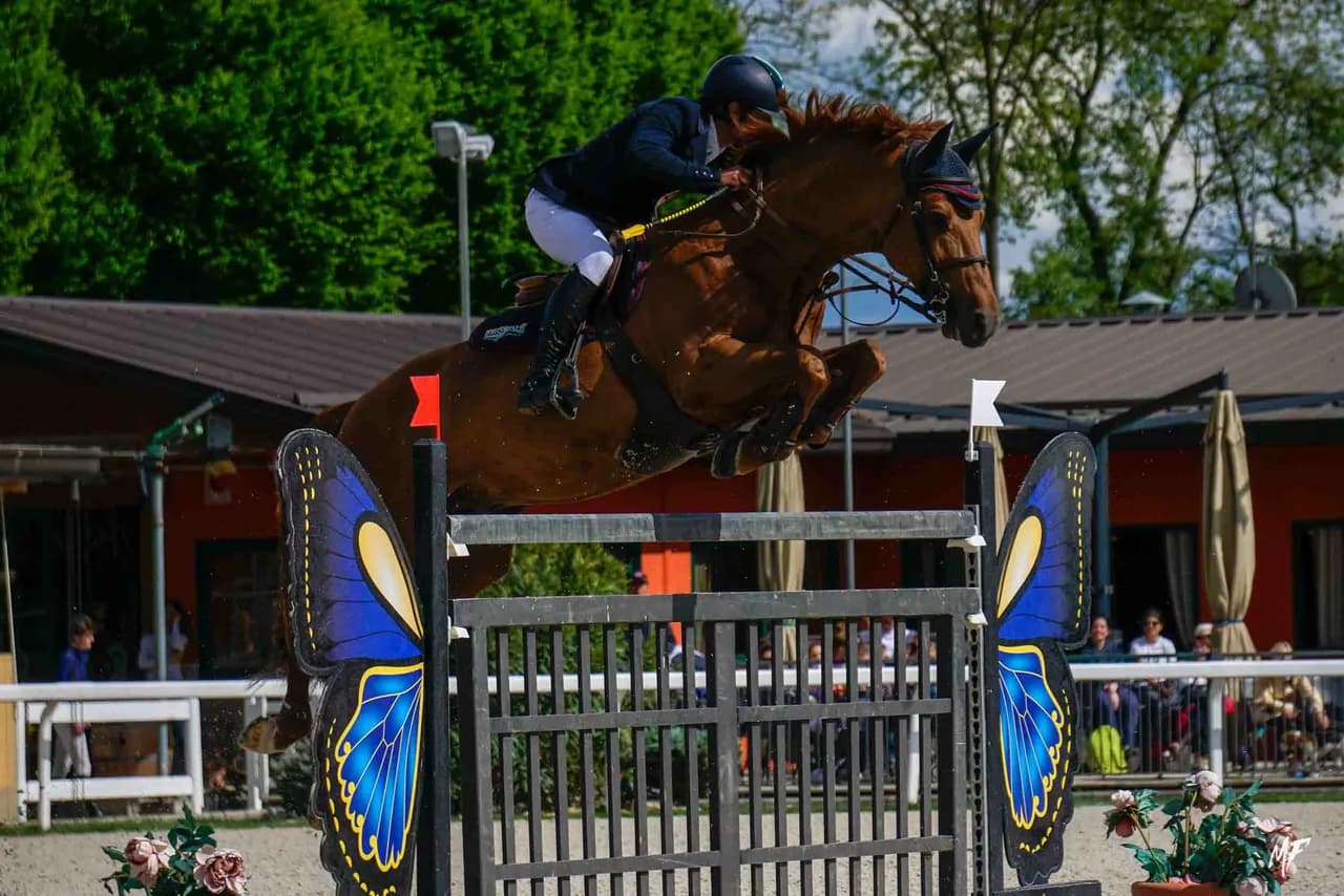 Etrea Sport Horses — Etrea-3