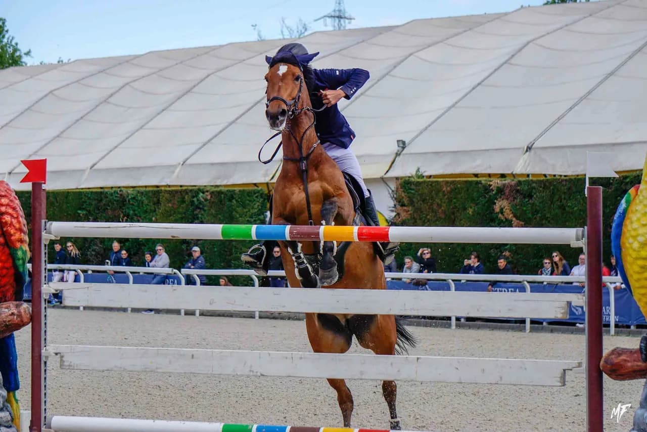 Etrea Sport Horses — Etrea-5
