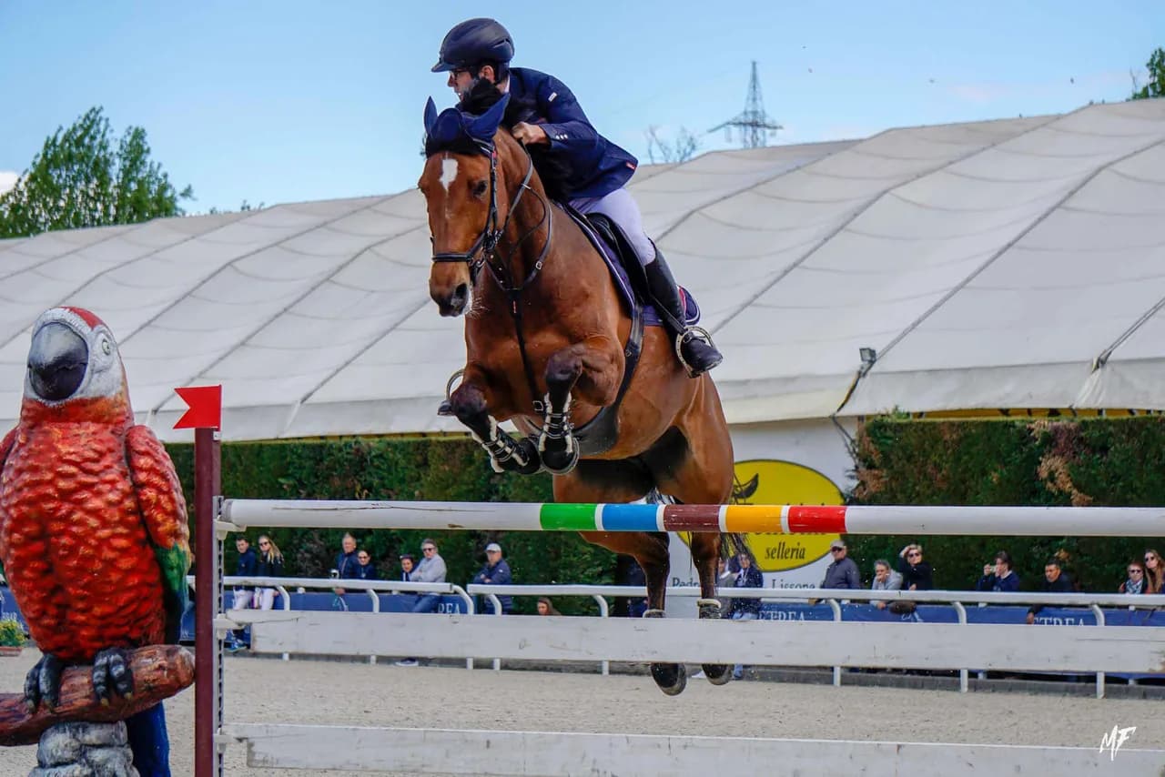 Etrea Sport Horses — Etrea-6