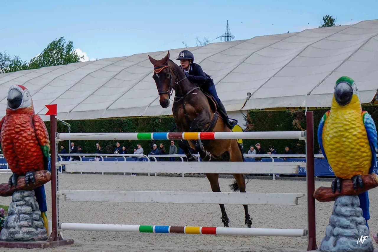 Etrea Sport Horses — Etrea-8