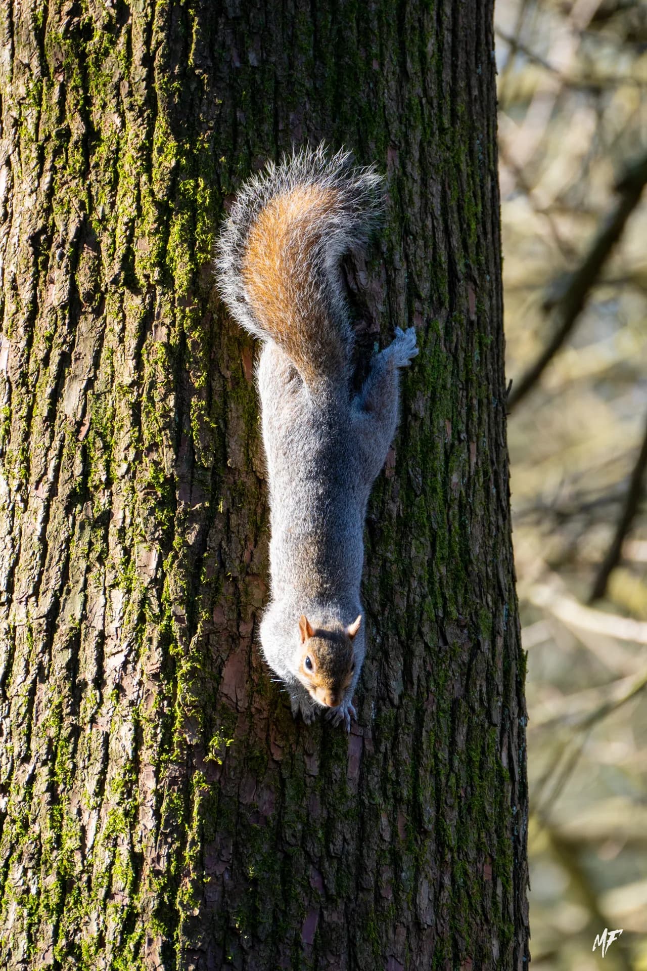 Portfolio — Natura